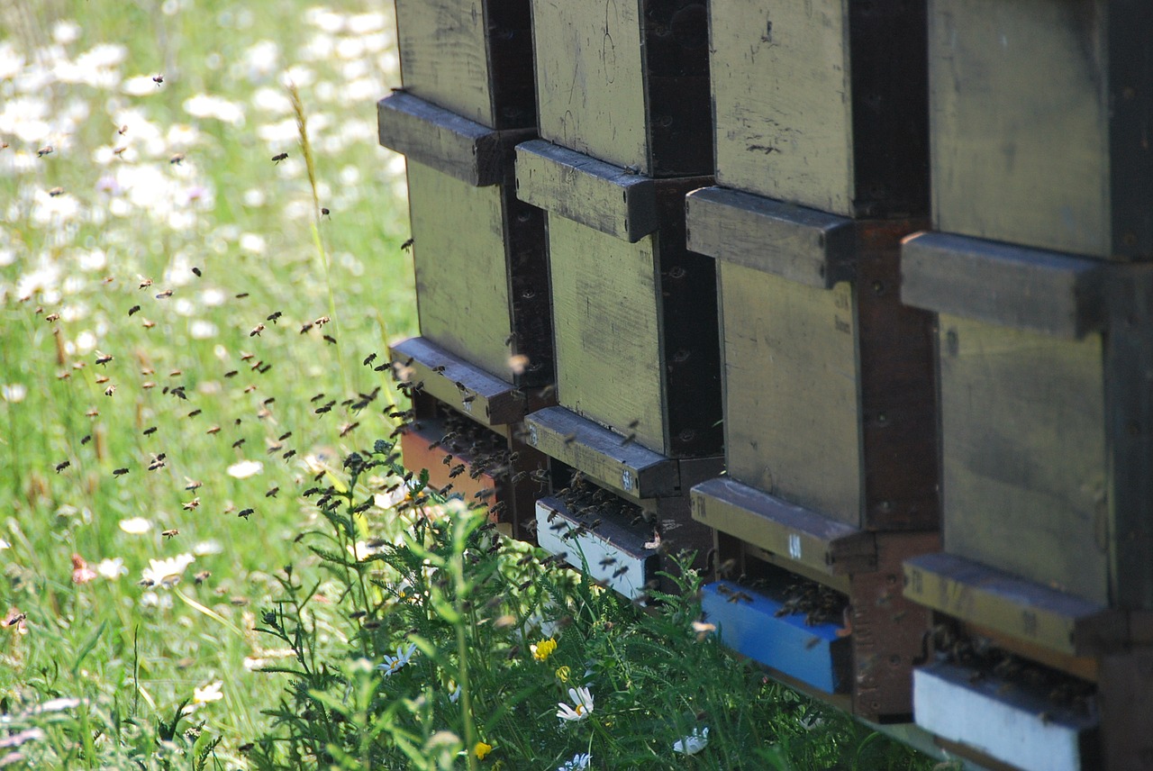 Image - bees summer honey meadow diligence