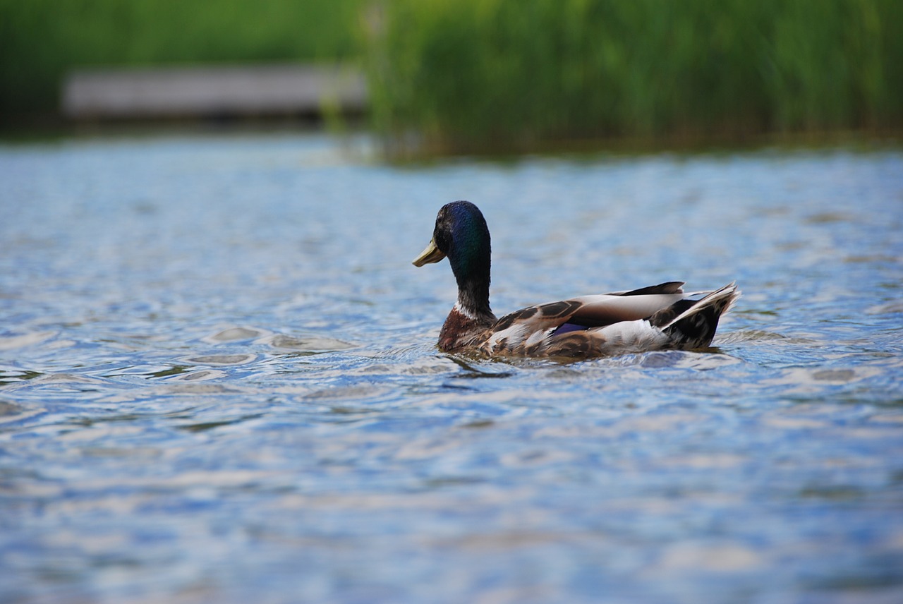 Image - duck rest water nature peace