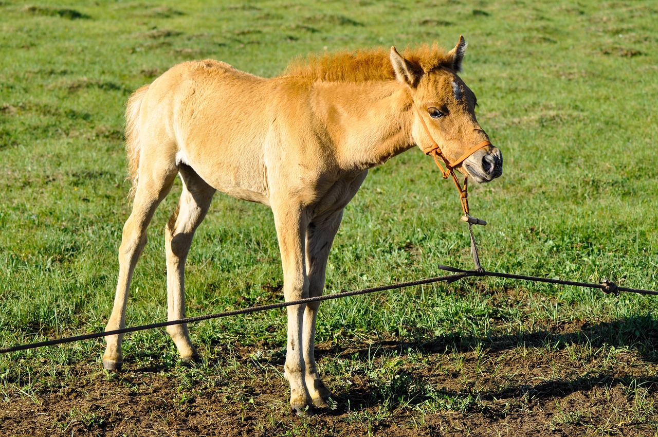 Image - foal young horse animal tied