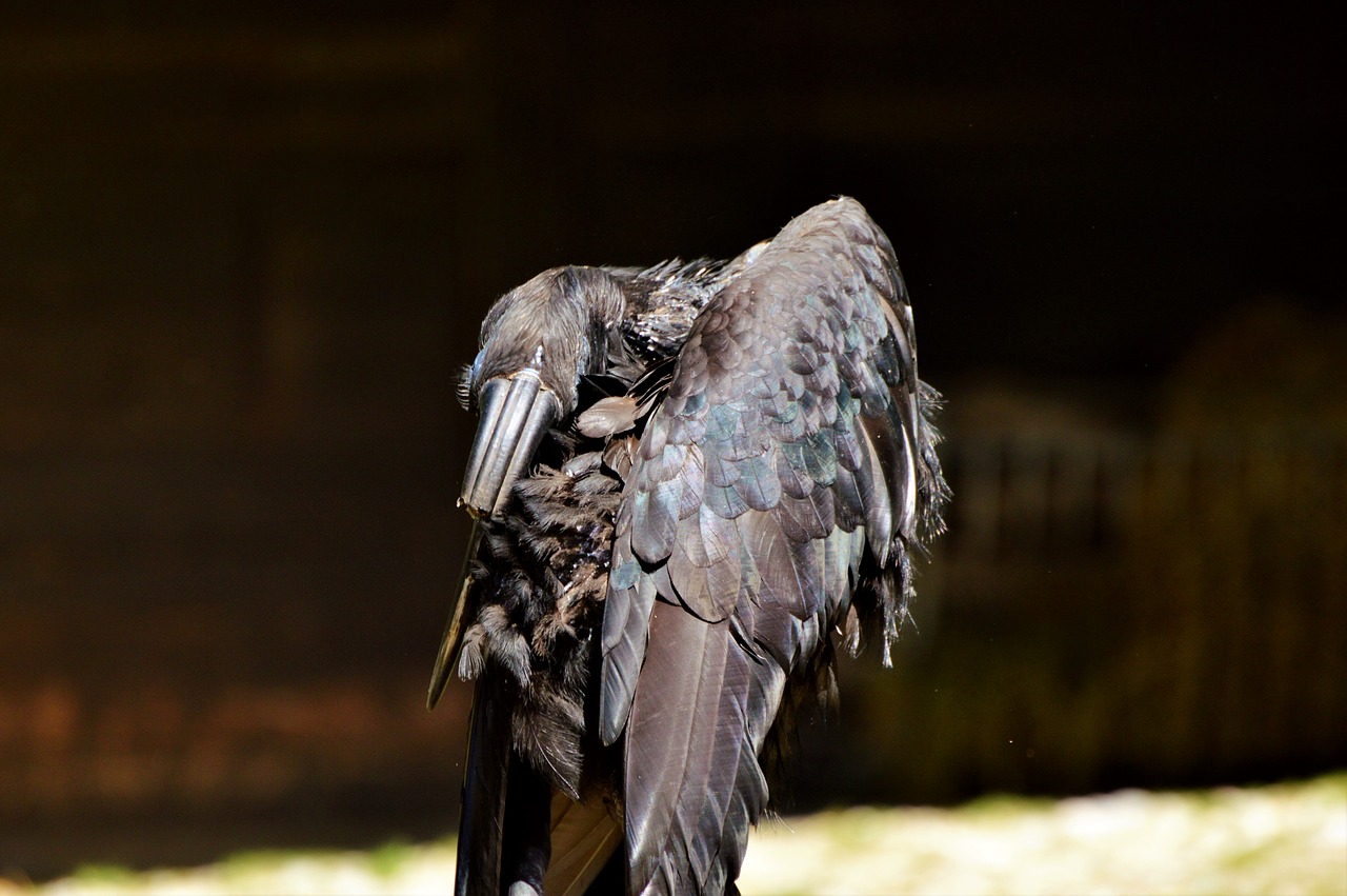 Image - ground hornbill raven hornbill