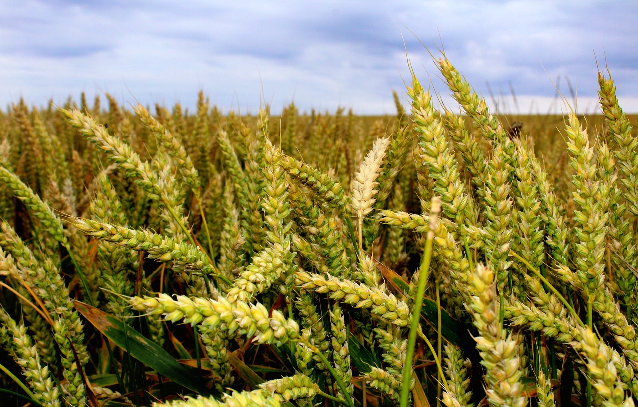 Image - wheat field wheat overcast skies