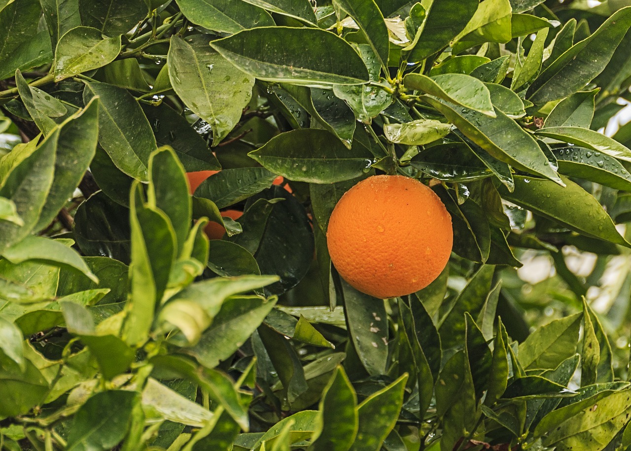 Image - crete greece fruit orange green