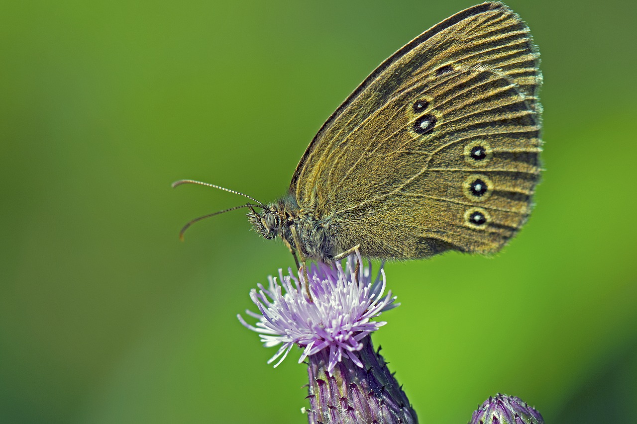 Image - brown forest bird butterflies