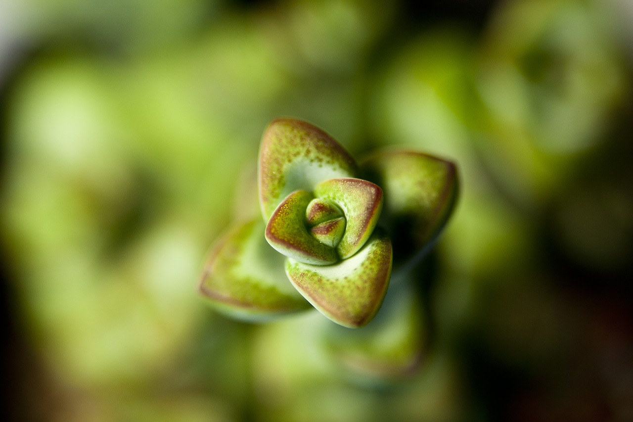 Image - flower plants potted plant