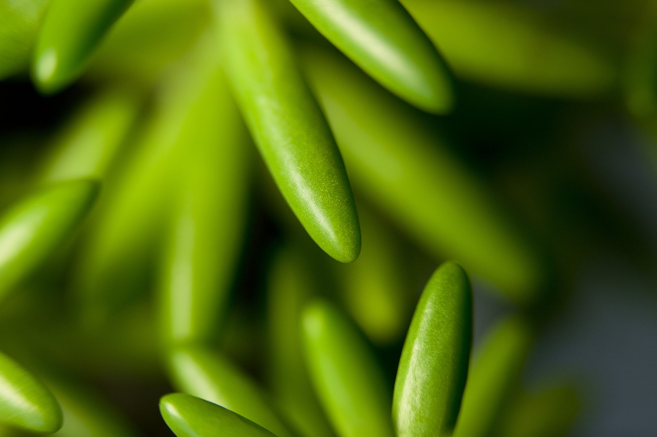 Image - flower plants potted plant