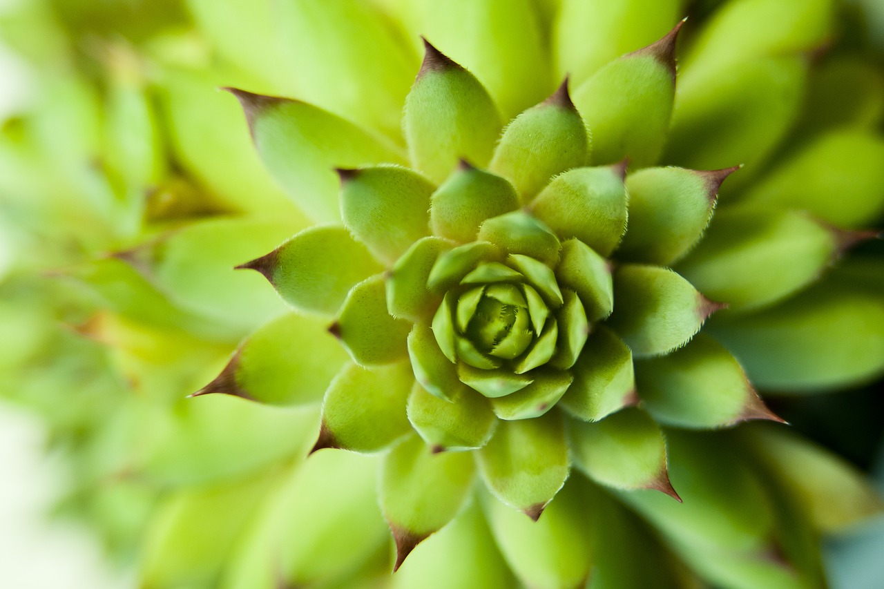 Image - flower plants potted plant