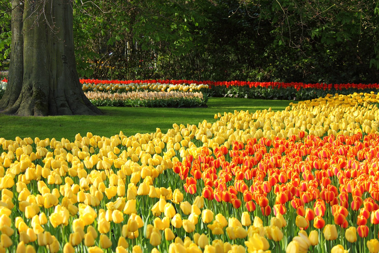 Image - tulips tulip orange red background