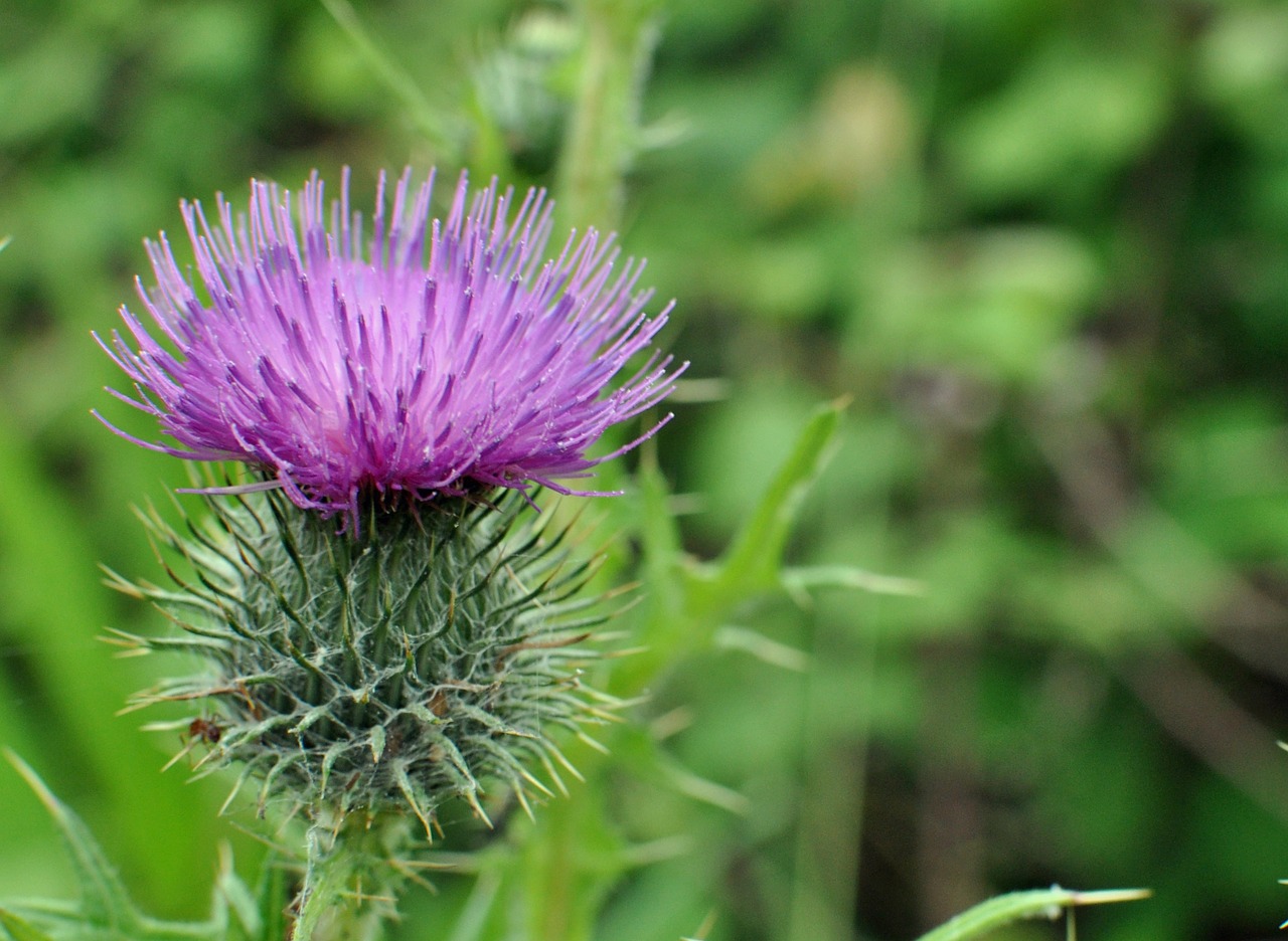 Image - thistle flower close up green