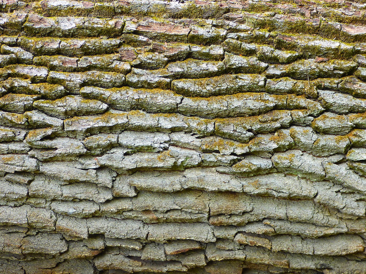 Image - bark nature tree trunk pattern moss