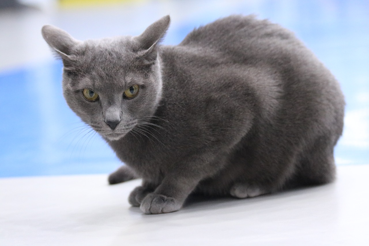 Image - cat russian blue