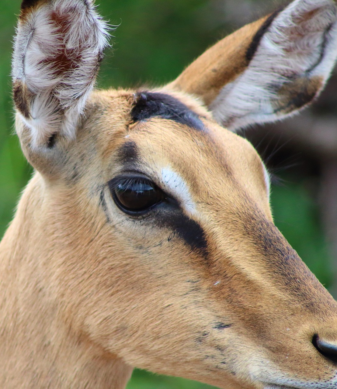 Image - impala antelope buck