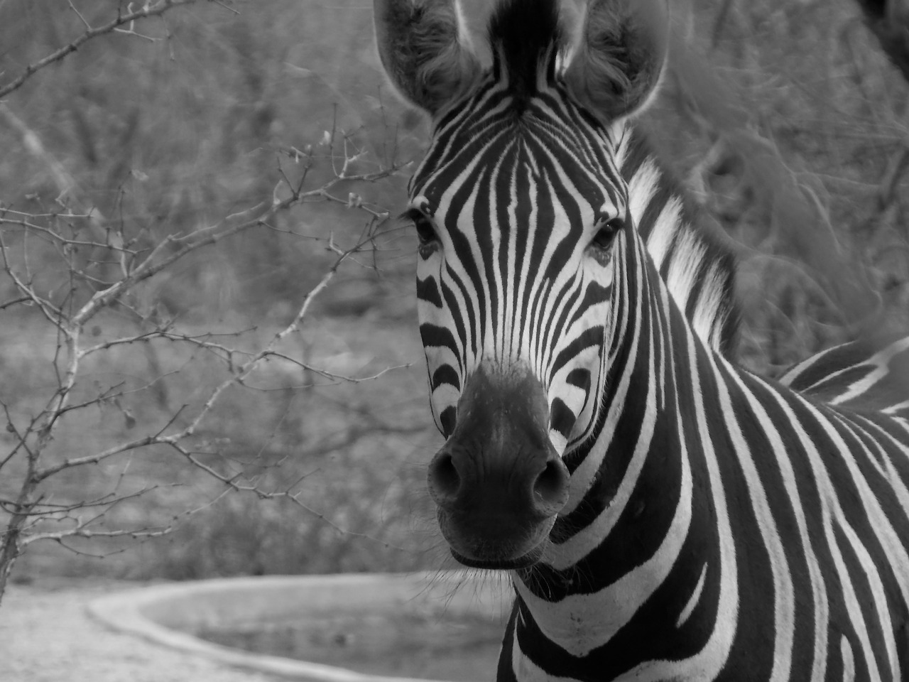 Image - zebra wild african zebra