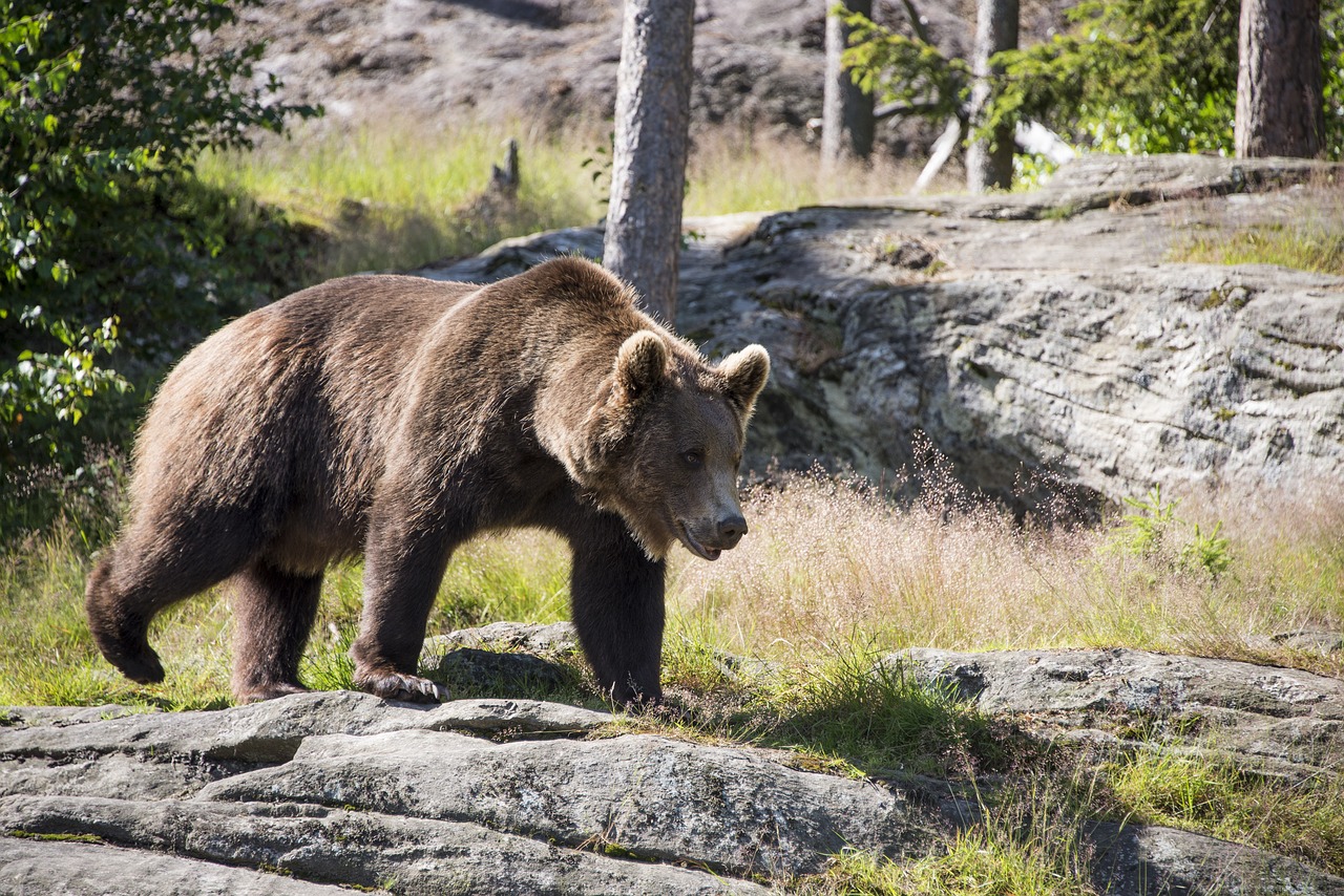 Image - brown bear ursus arctos bear