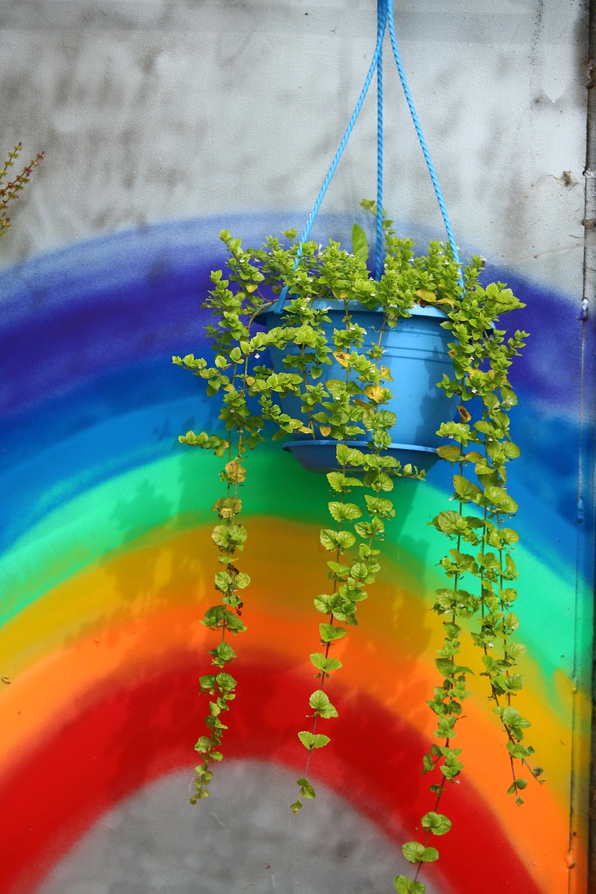 Image - plant rainbow hanging plant mint