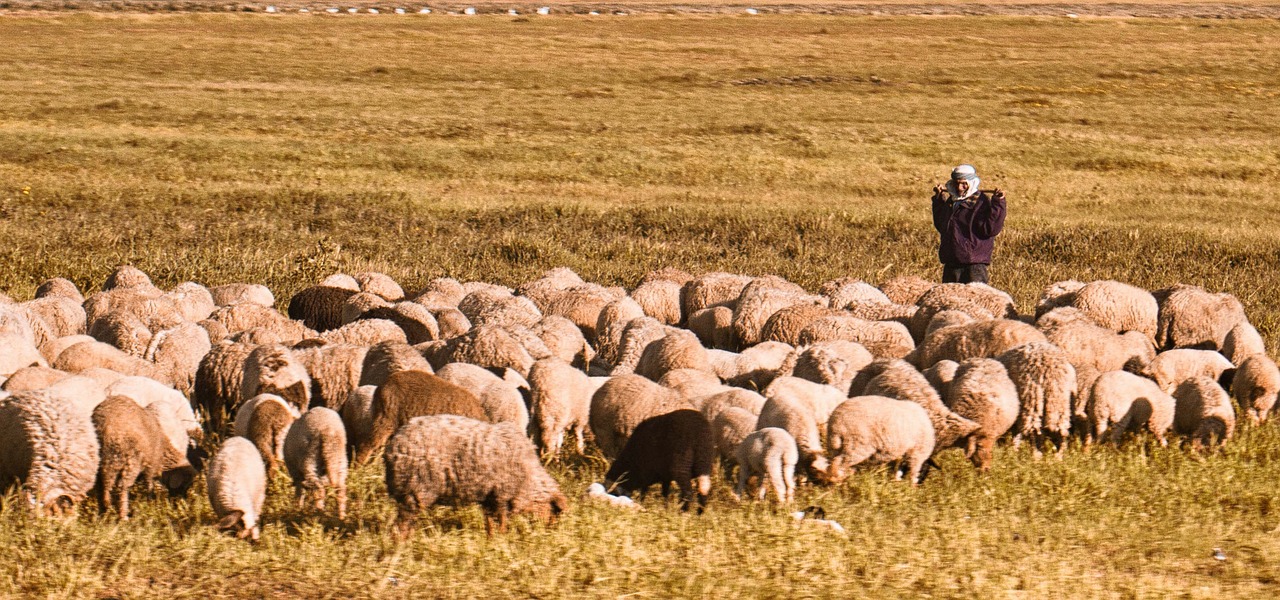 Image - sheep tunisie animals shepherd