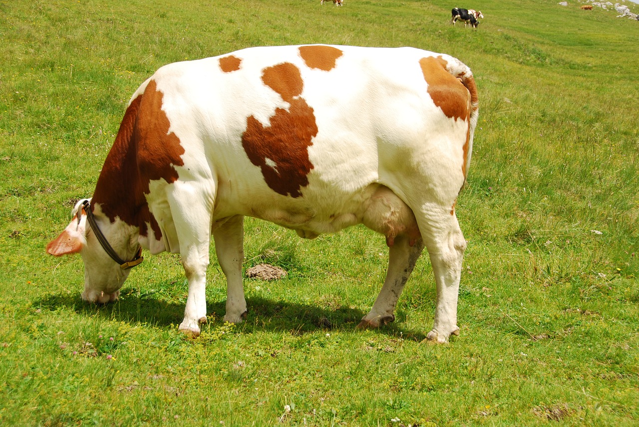 Image - cow pasture grass prato mountain