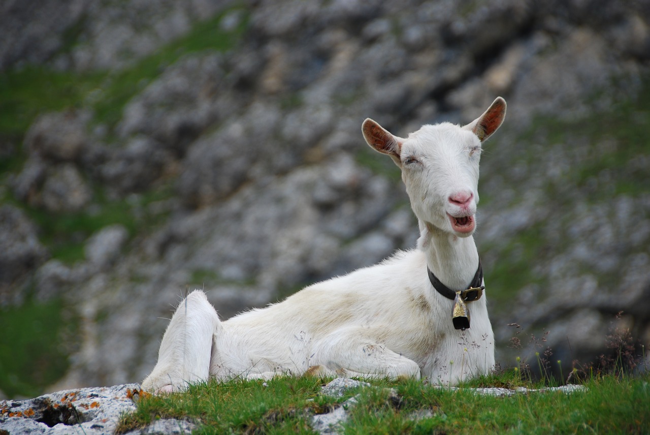 Image - capra mountain animal italy