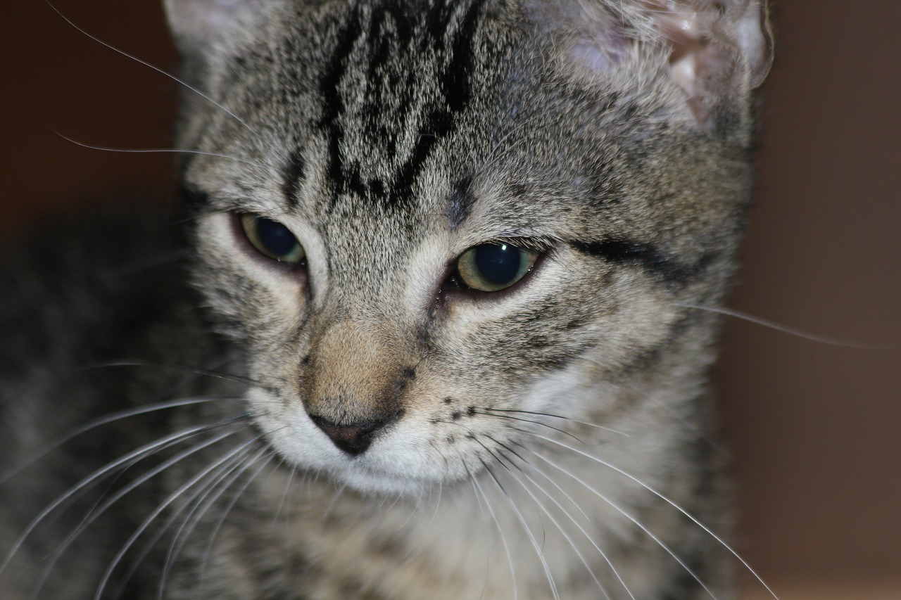 Image - cat hair kitten eyes gray hair