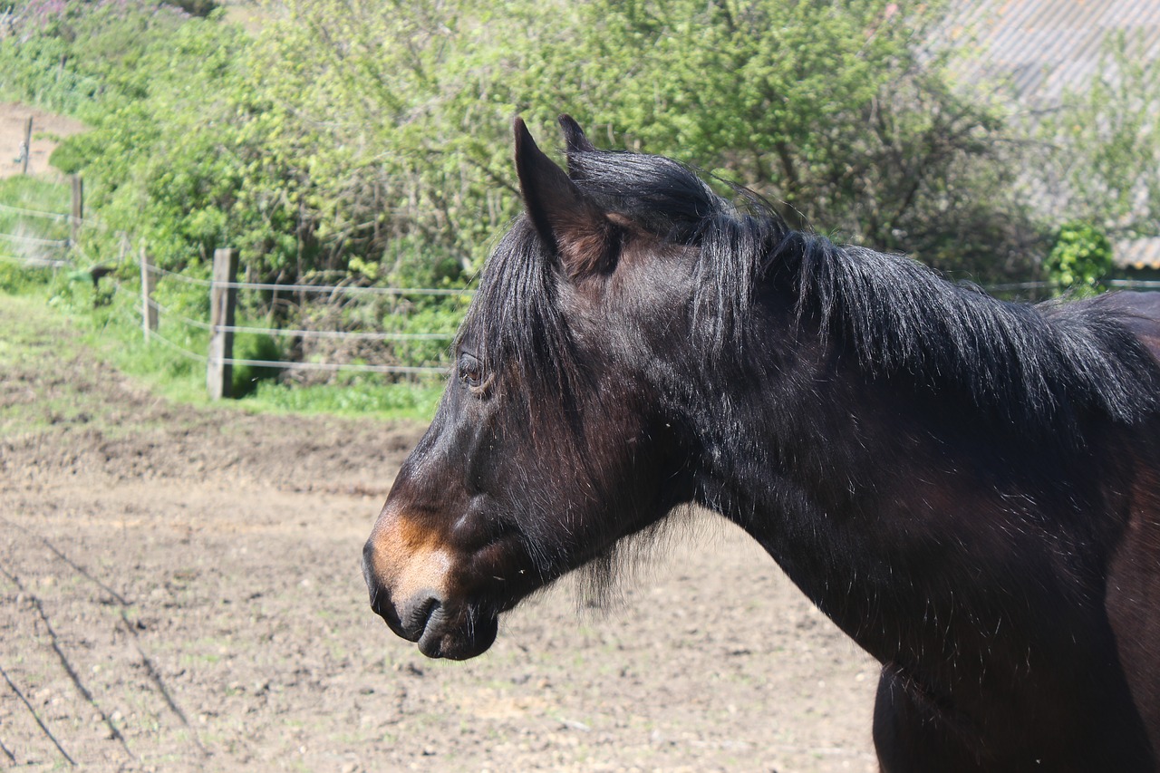 Image - pony horse horseback riding