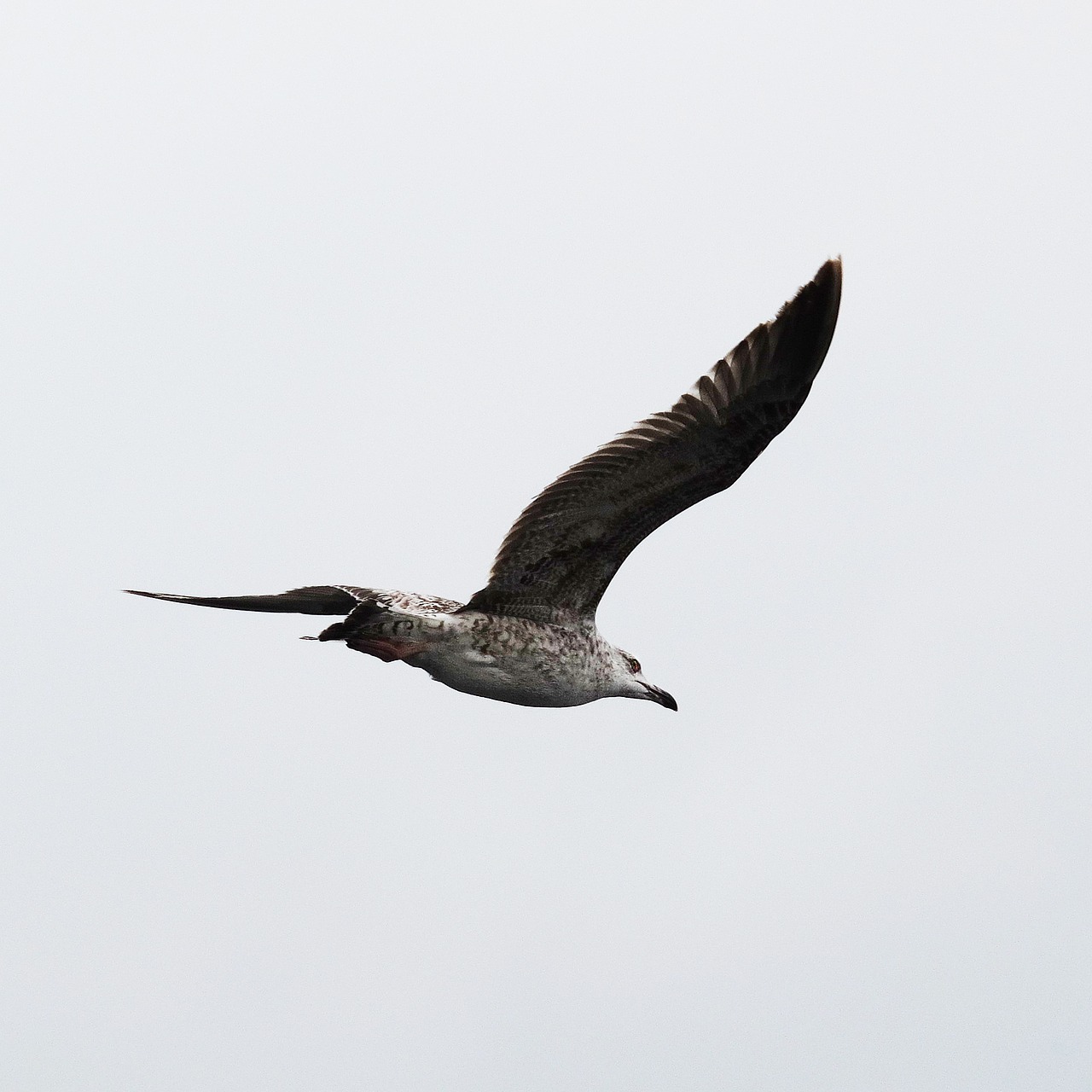 Image - bird seagull fly laridae seevogel