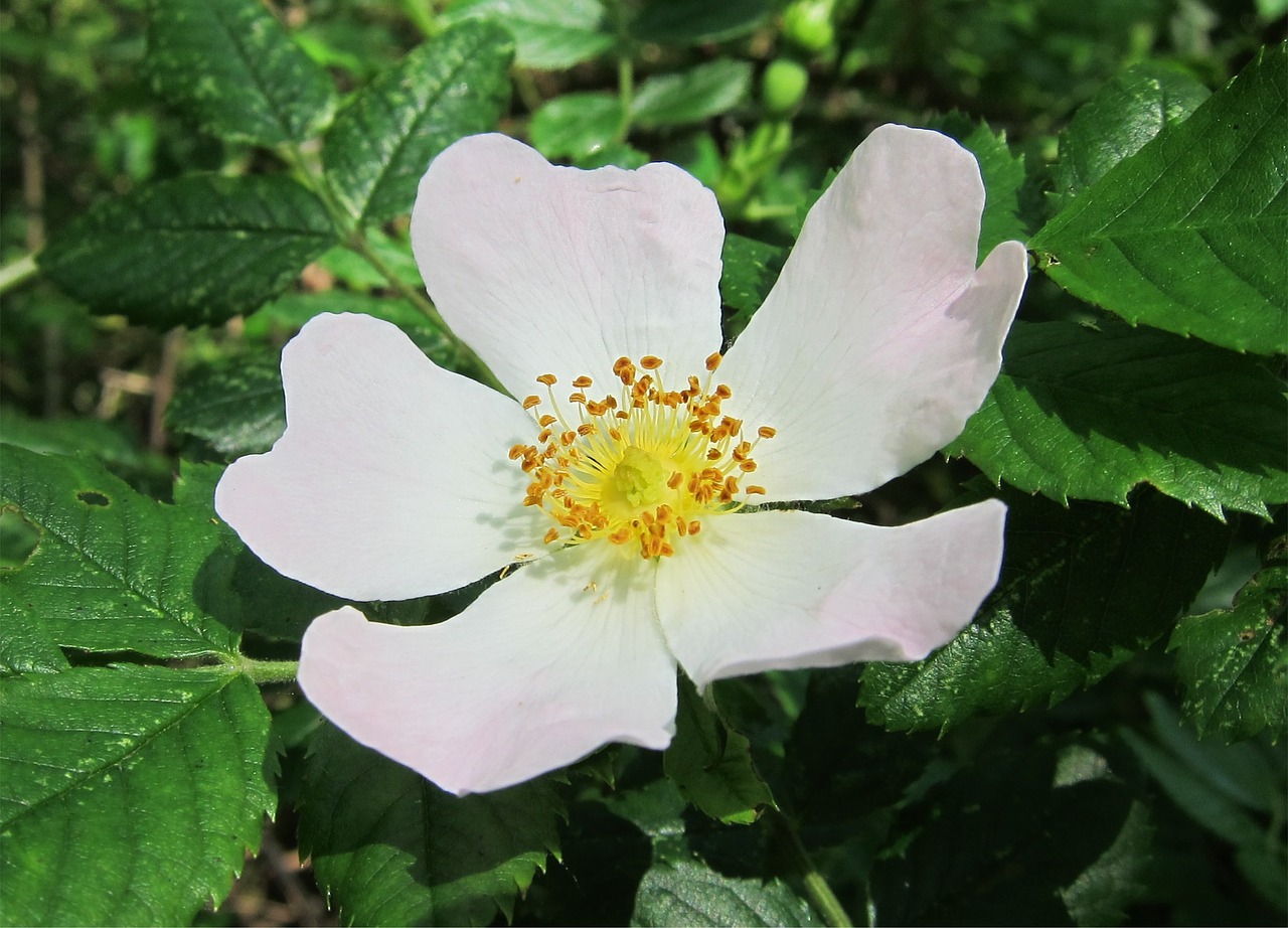 Image - rose dog rose flower rosa white