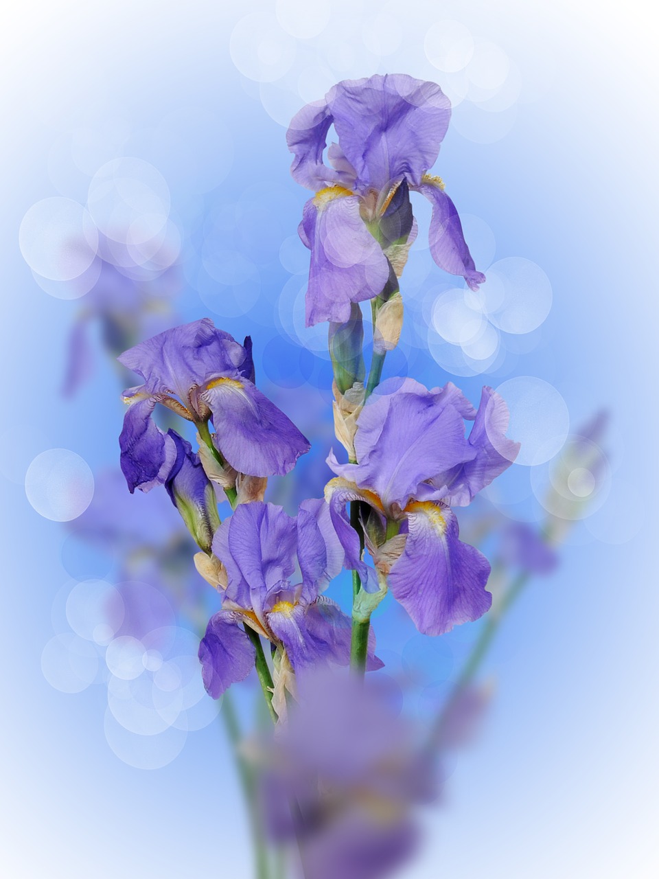 Image - iris flower purple spring