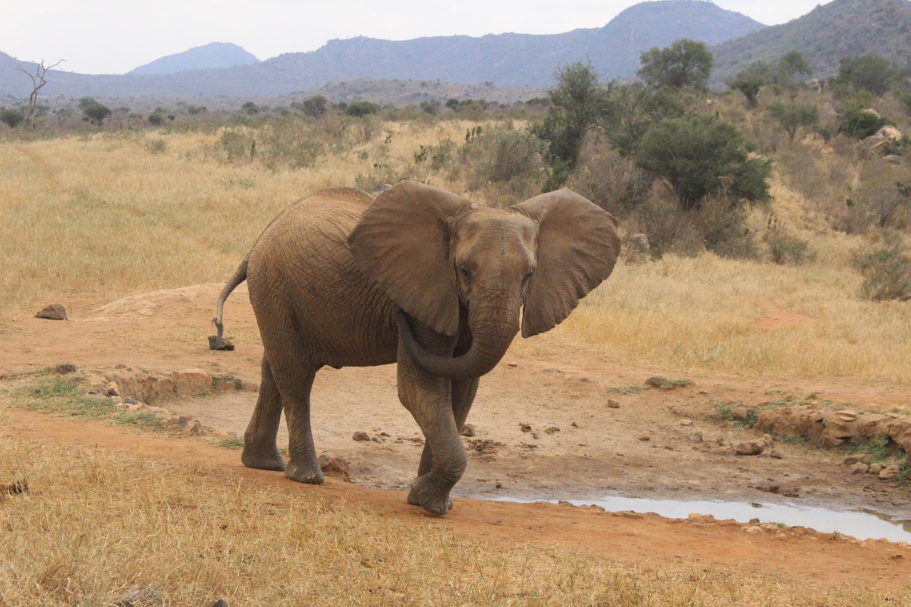 Image - elephant natural kenya