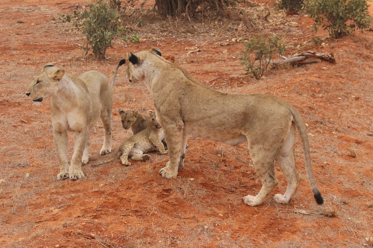 Image - lion løveunger kenya