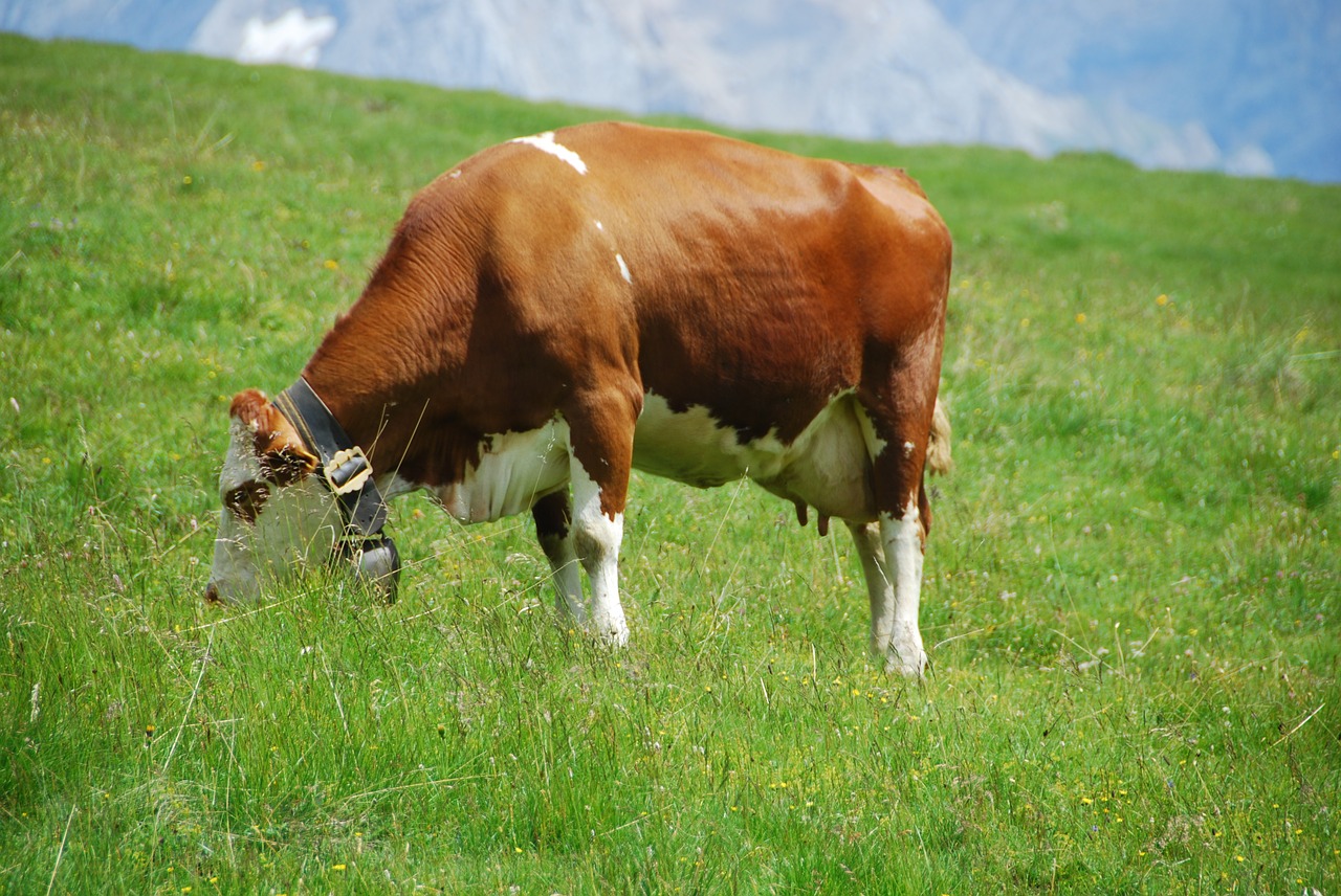 Image - cow pasture prato mountain