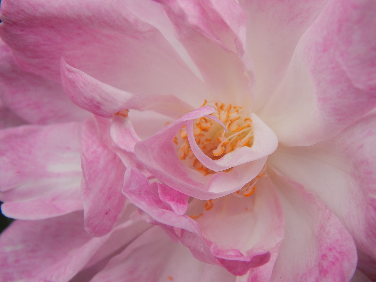 Image - rosa pink flower pink petals macro