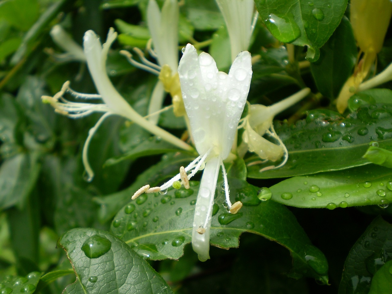 Image - honeysuckle vine fragrant flowers