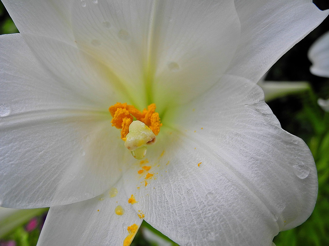 Image - lily white flower petal stamen