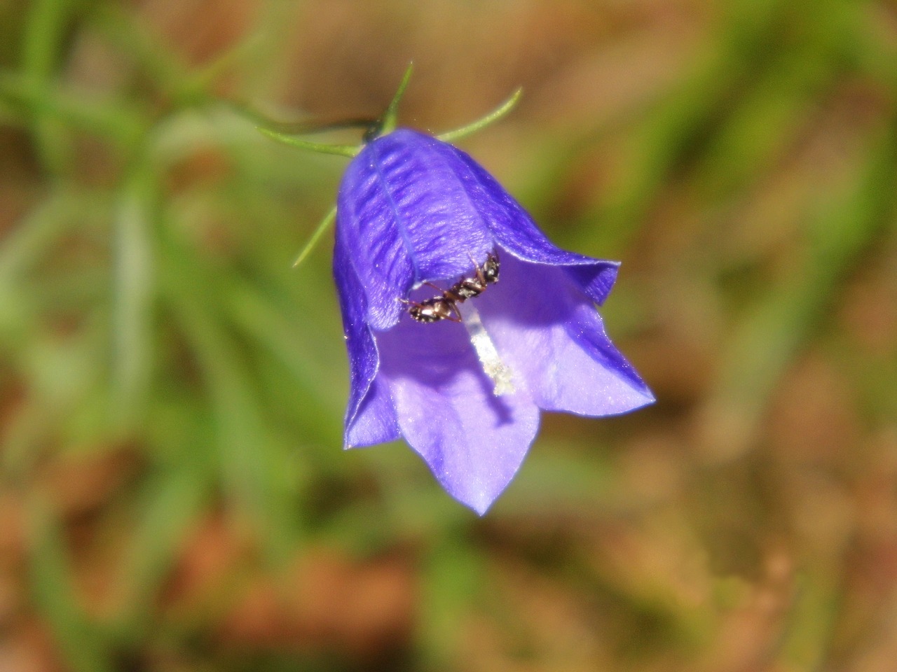 Image - bellflower ant flower plant insect