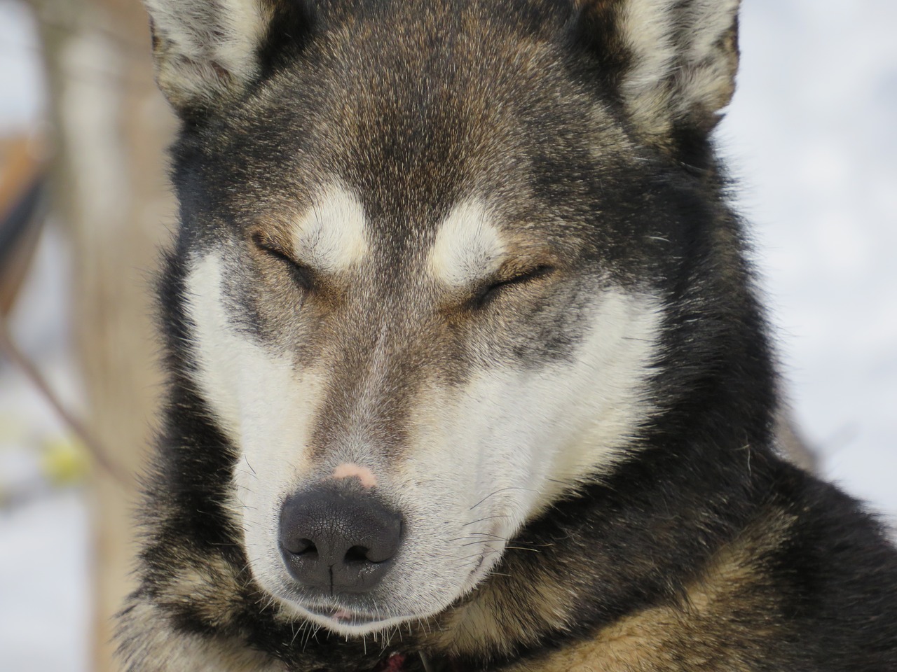 Image - dog winter dogsled