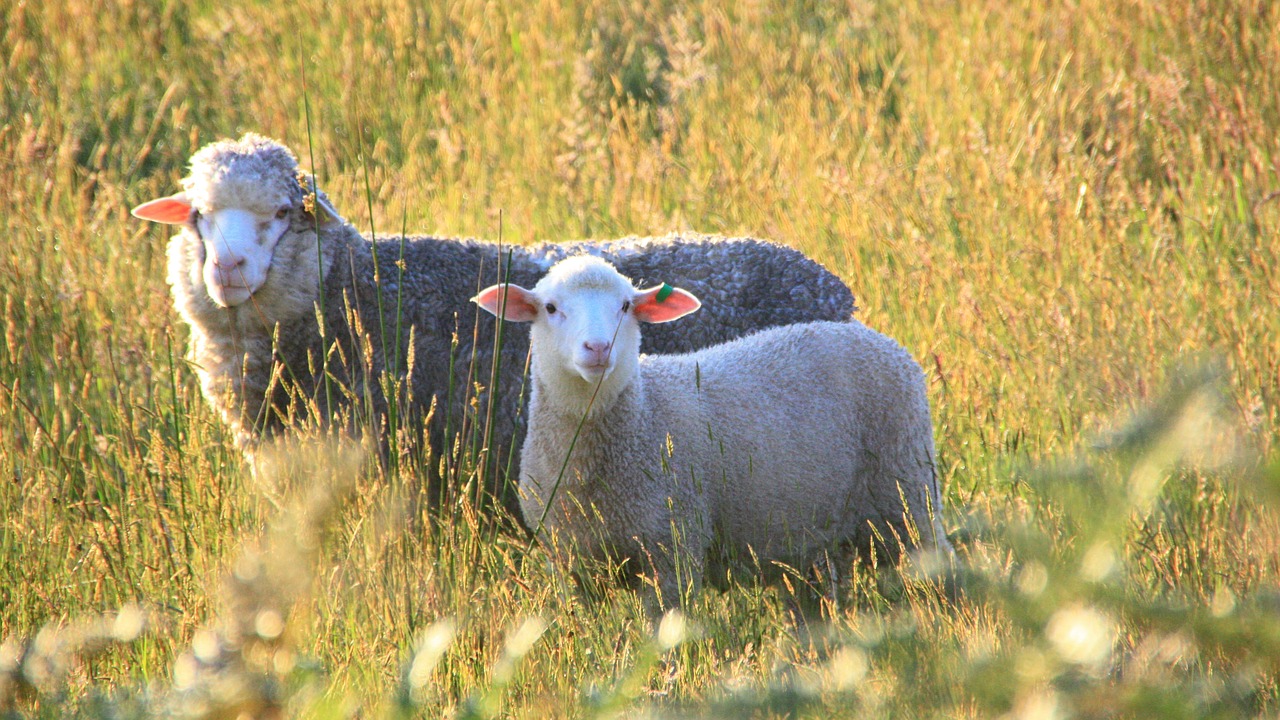 Image - sheep pet prairie