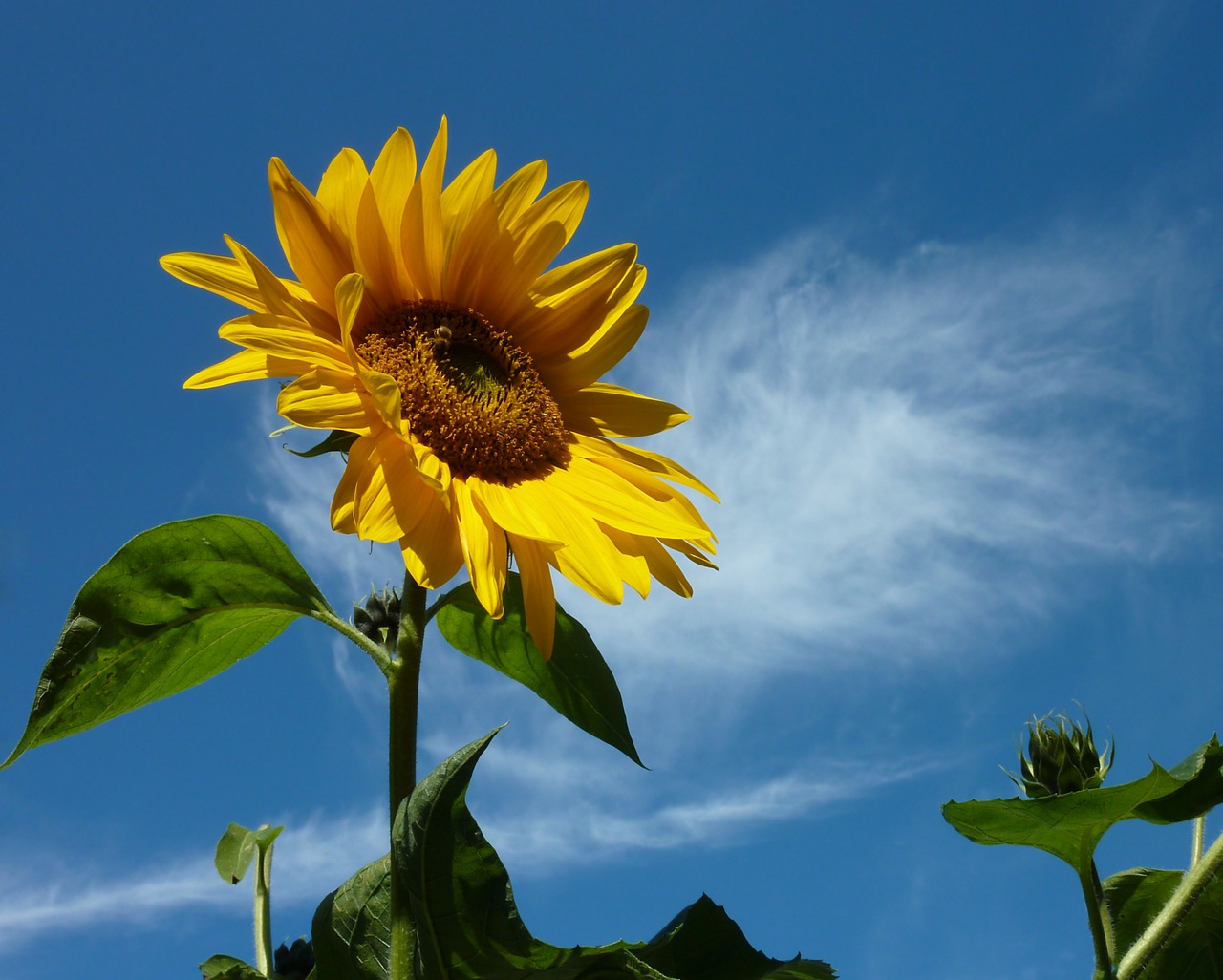 Image - sun flower summer yellow plant