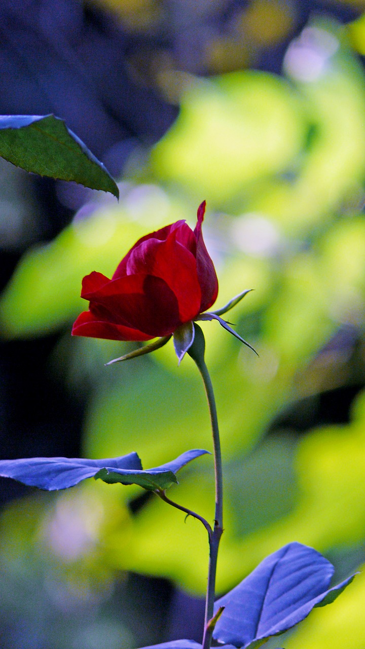 Image - rose flower queen of flowers