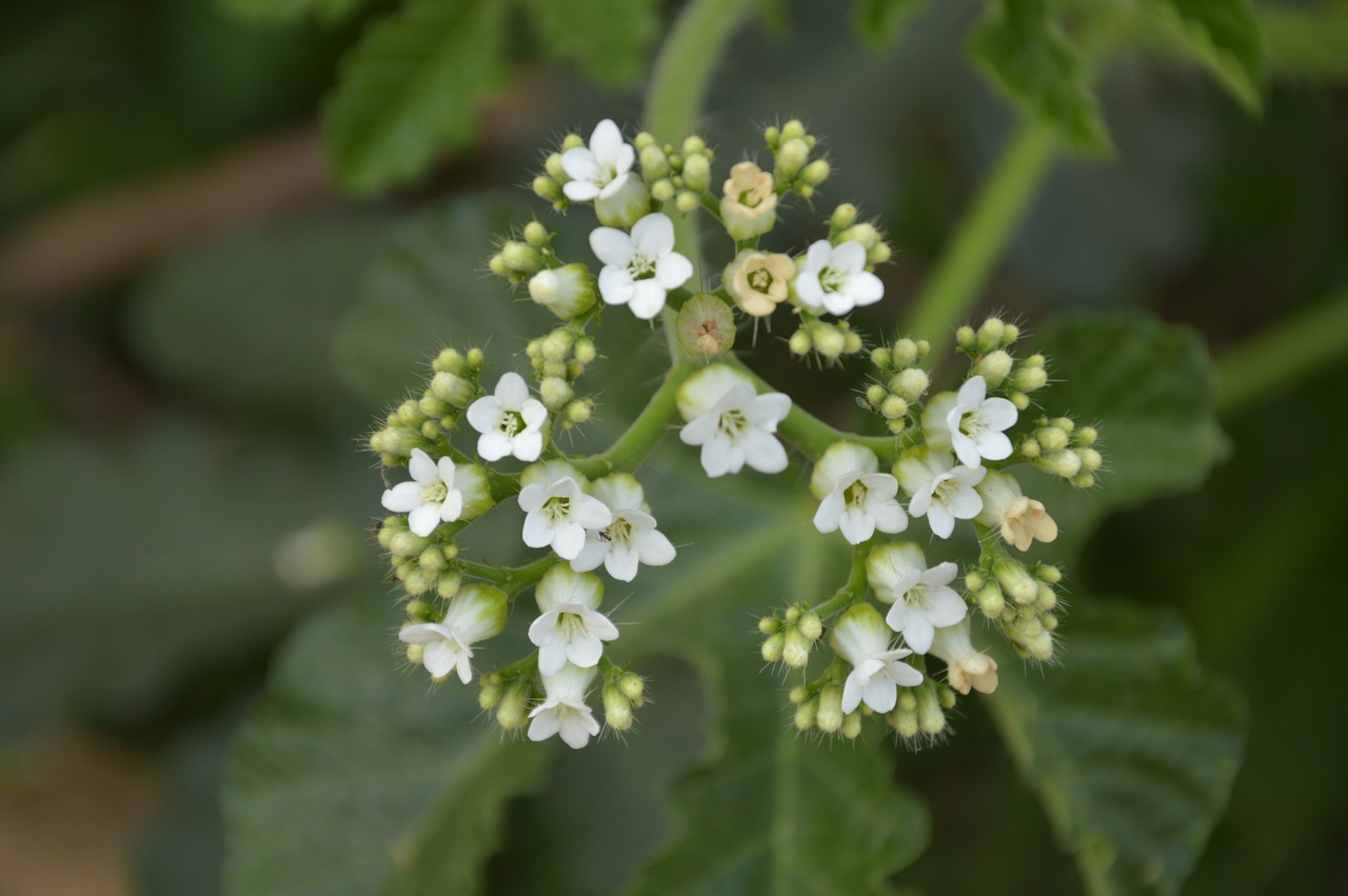 Image - flor white nettle leaves greens