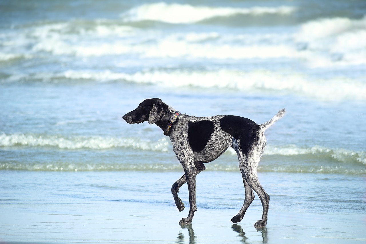 Image - beach ocean sea water blue green