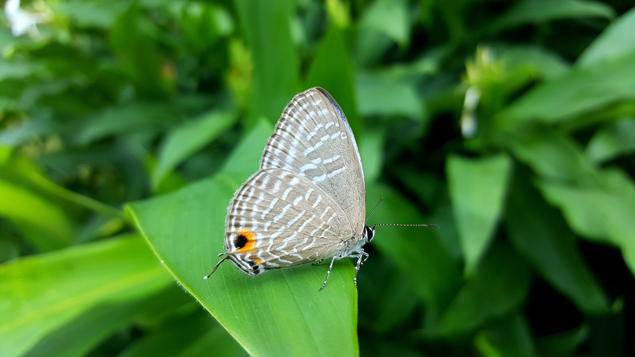Image - butterfly quentin chong nature