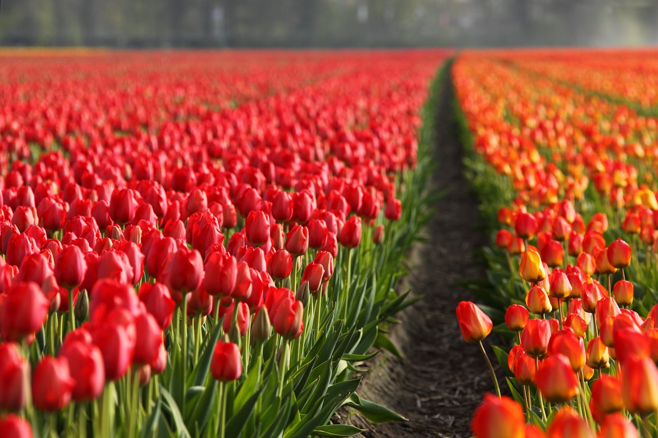 Image - tulips tulip field fields orange