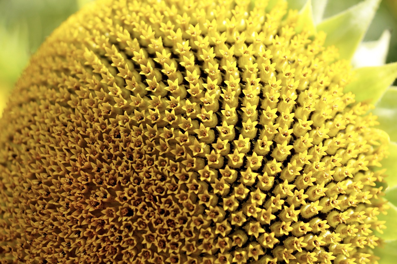 Image - sun flower pollen blossom bloom