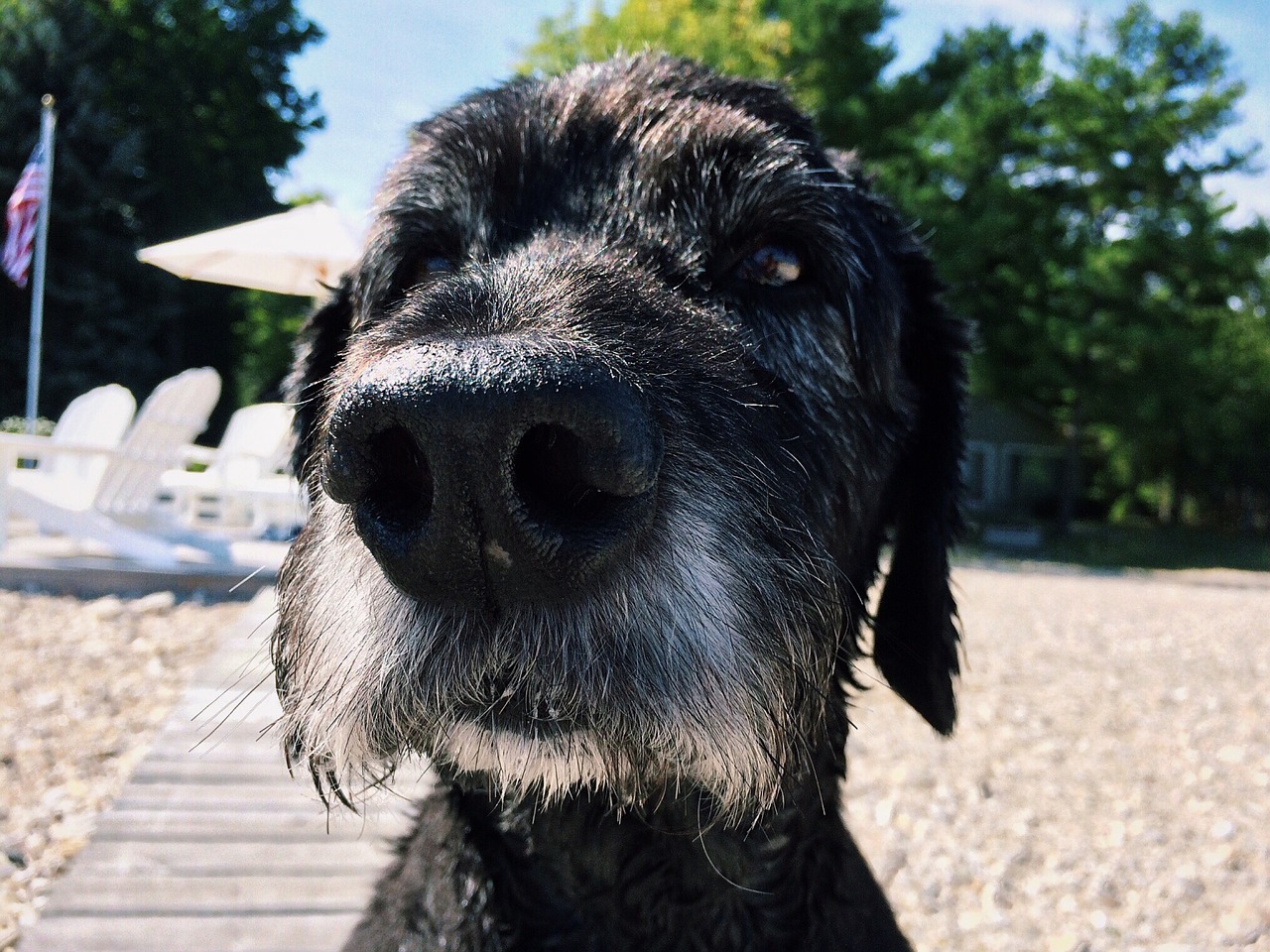 Image - dog canine goldendoodle black old