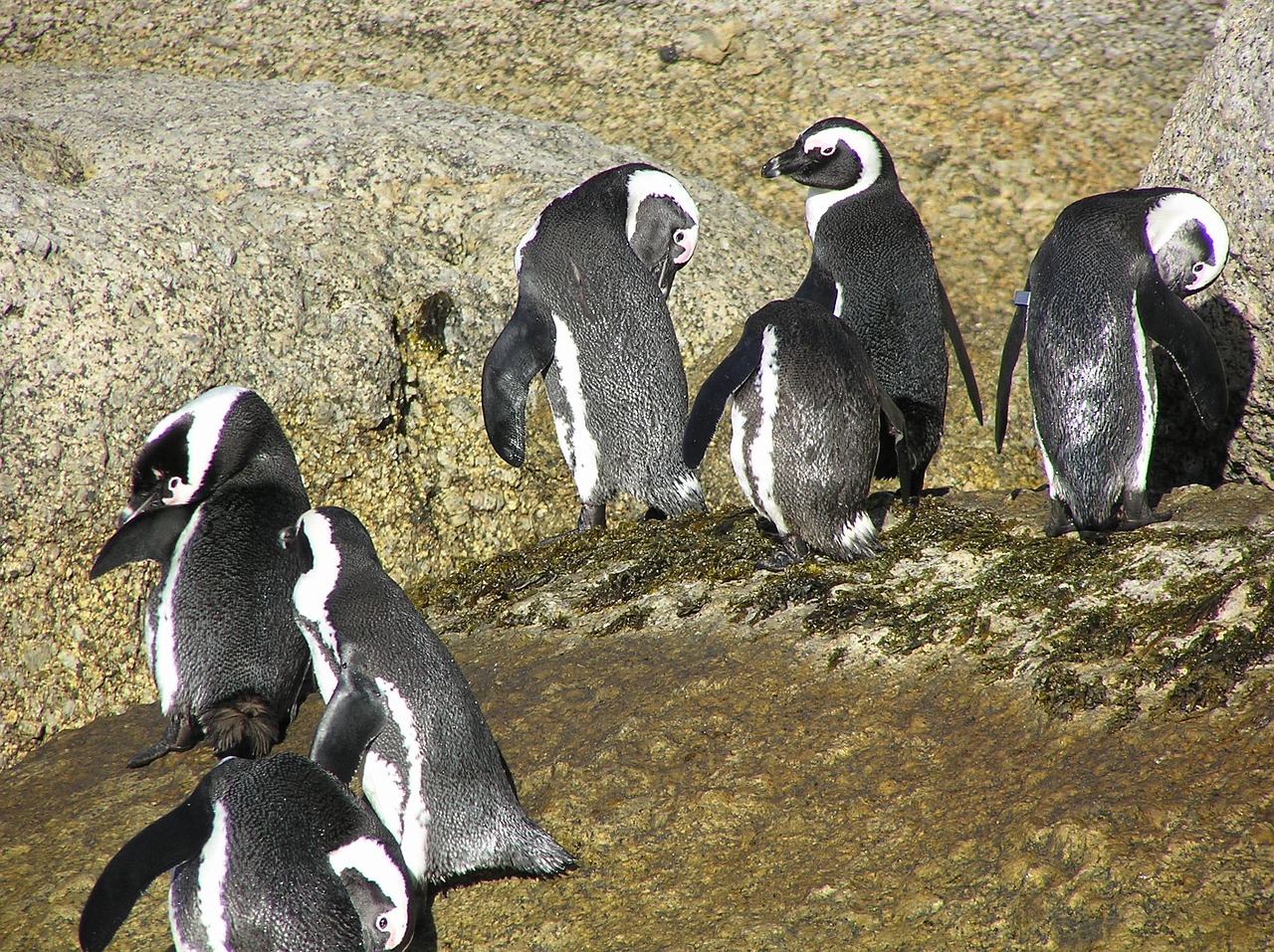 Image - boulders bay south africa penguins