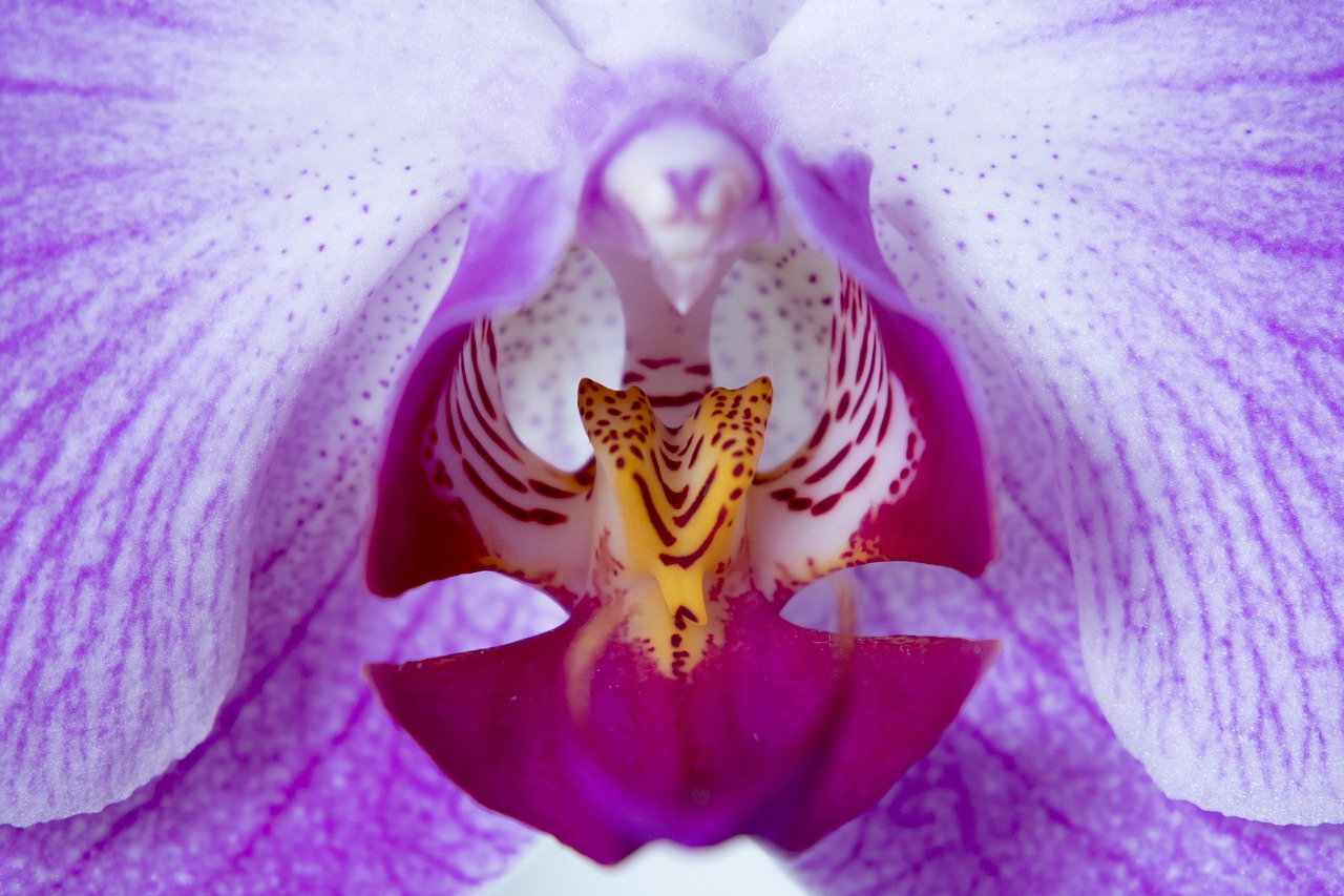 Image - orchid flower pink purple plant