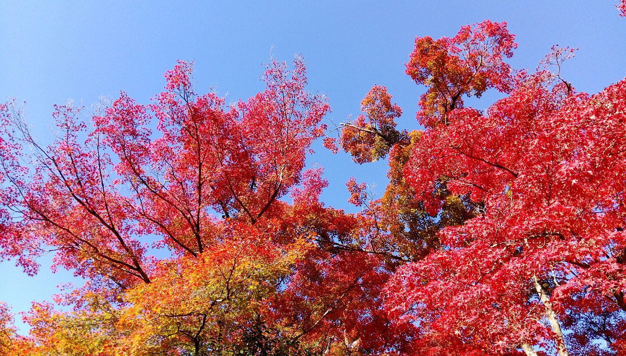 Image - japan maple leaf tree red autumn