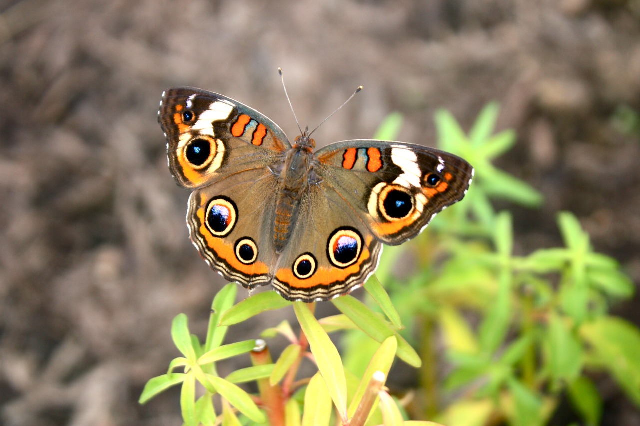 Image - buckeye butterfly insect nature