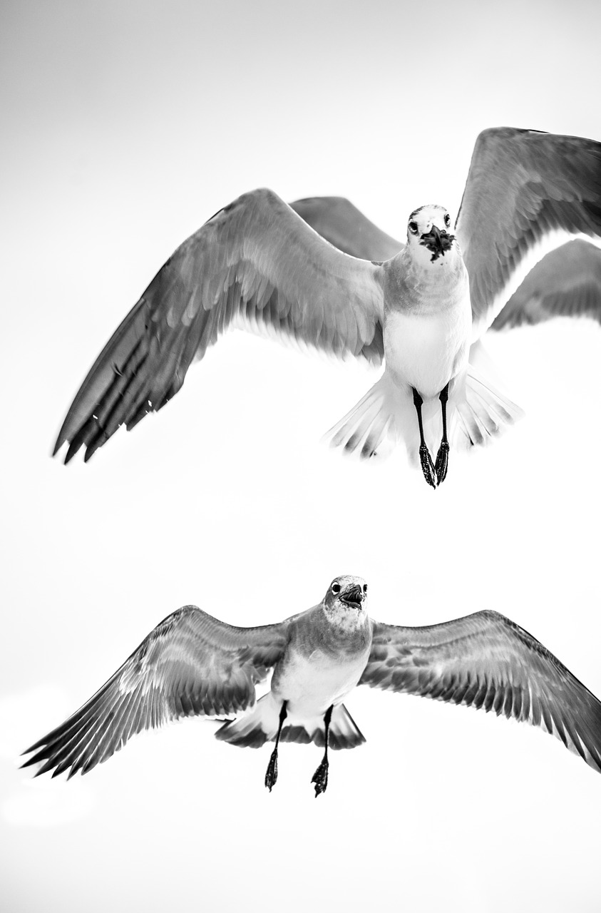 Image - gulls flying bird wildlife seagull