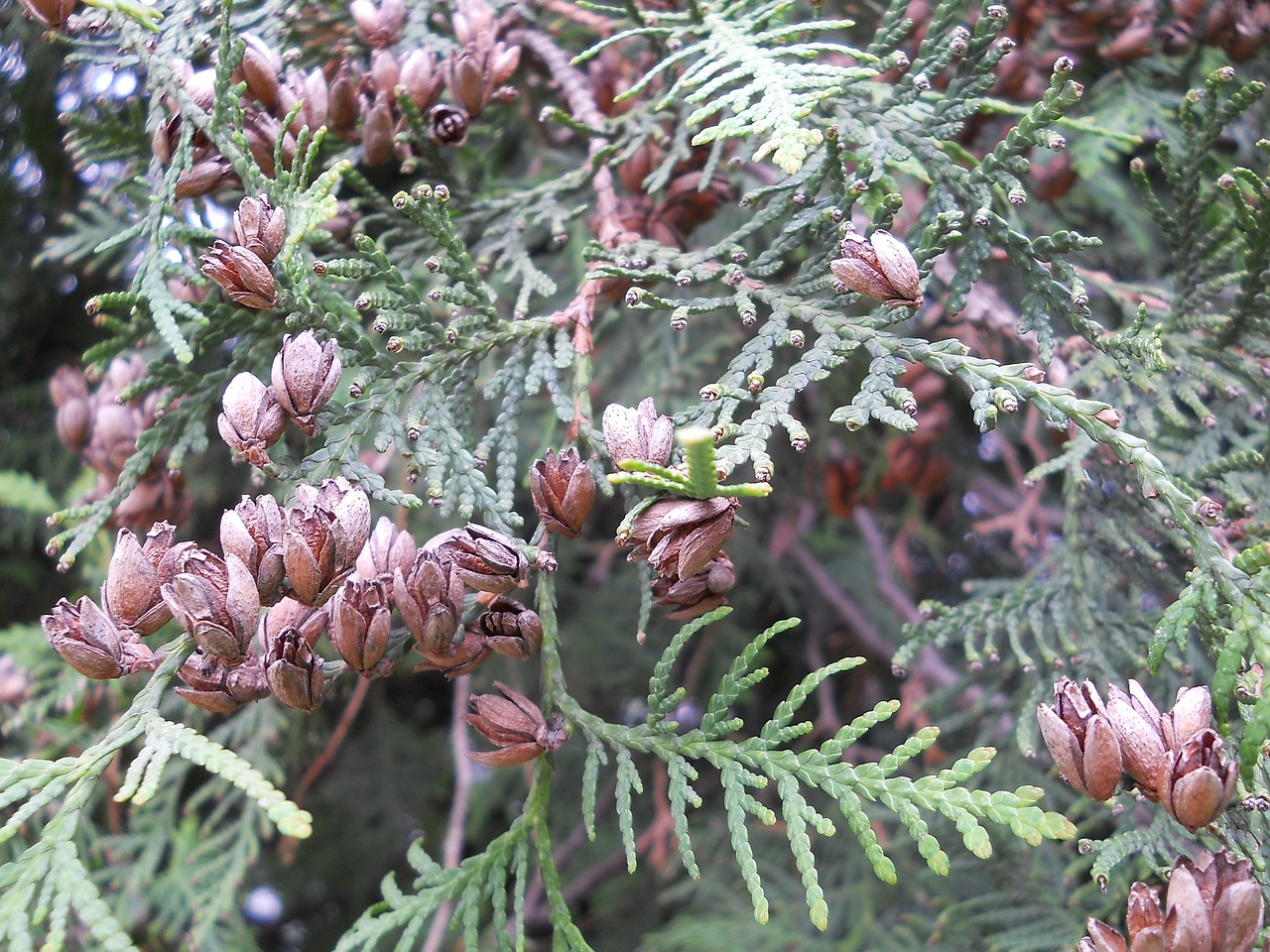 Image - bumps on thue spring fruit closeup