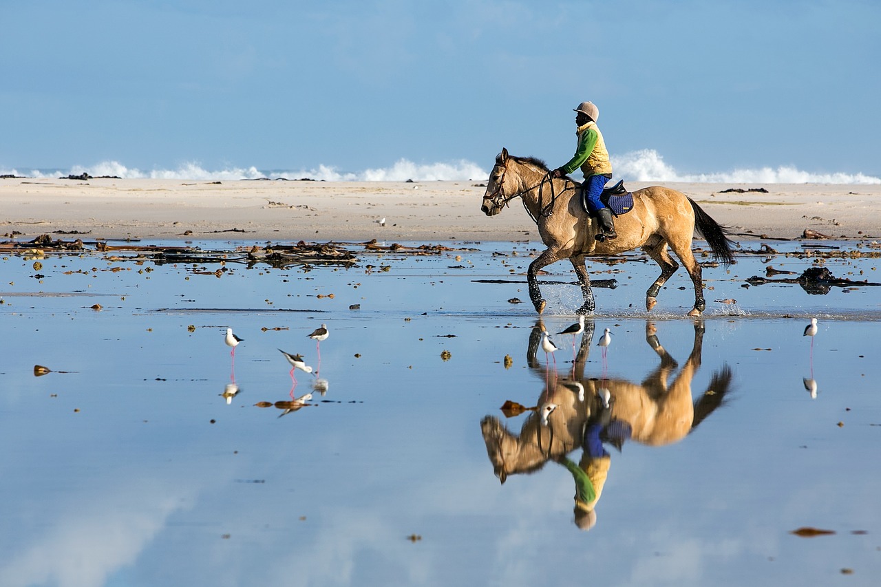 Image - beach rider horse sport reflection